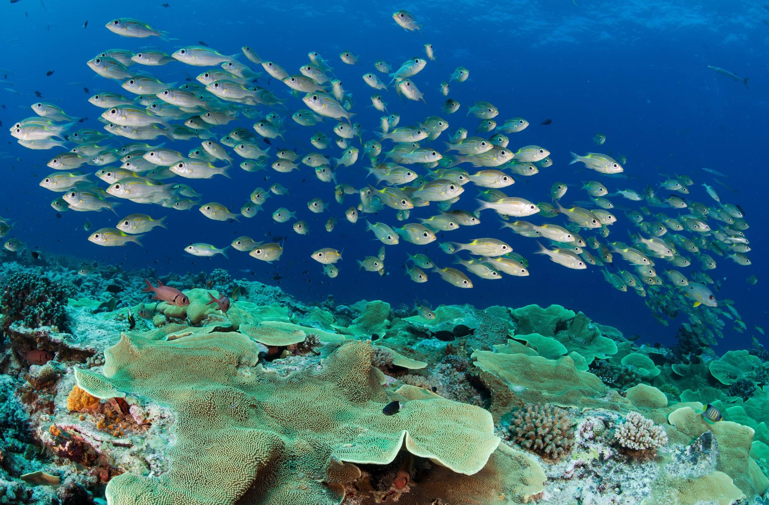 National Geographic Live: Diving the Great Barrier Reef with Erika Woolsey