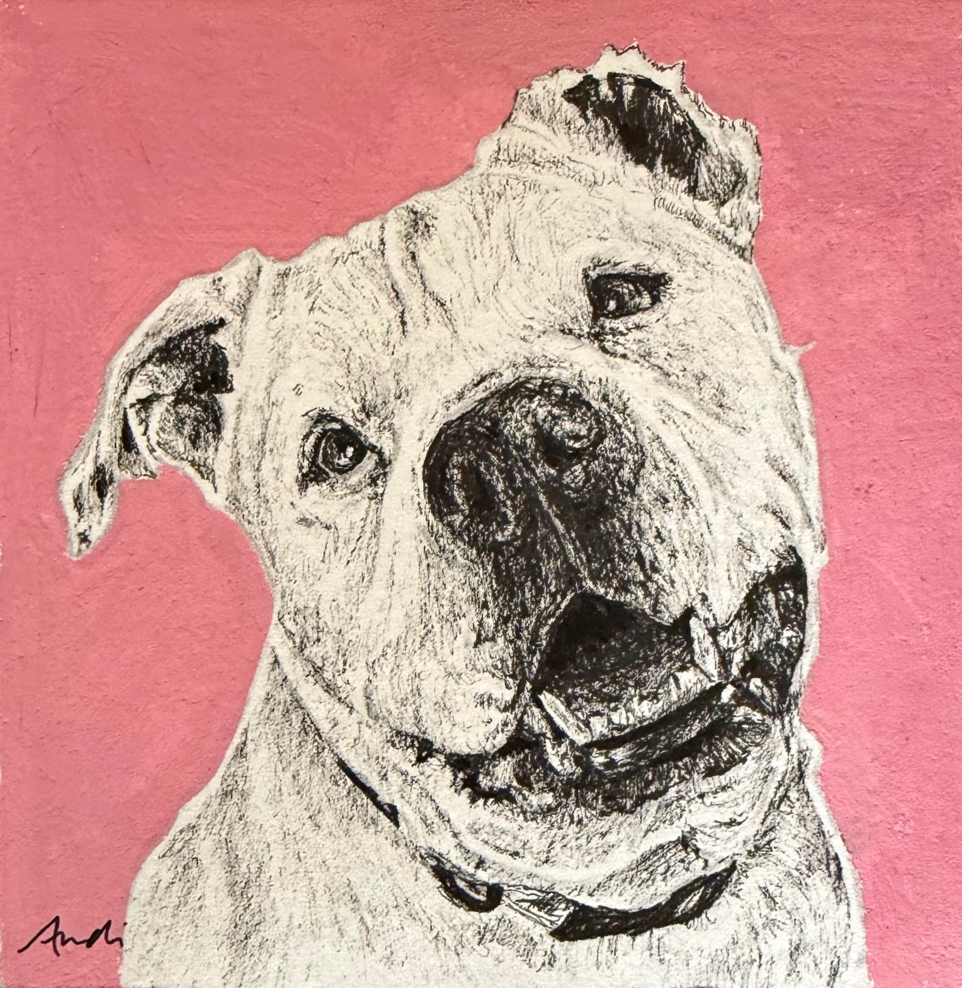 A black and white pet portrait of a dog against a pink background